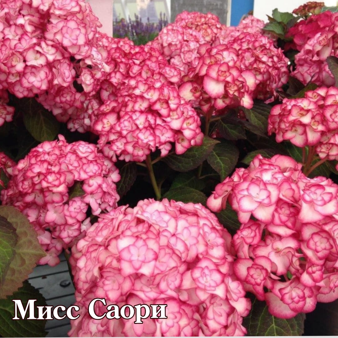 Гортензия крупнолистная "Miss Saori"