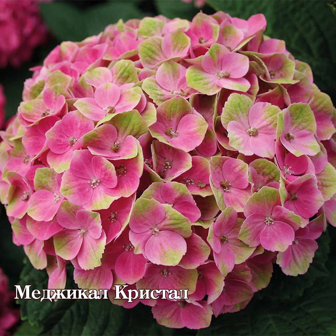 ГОРТЕНЗИЯ КРУПНОЛИСТНАЯ "MAGICAL CRYSTAL"