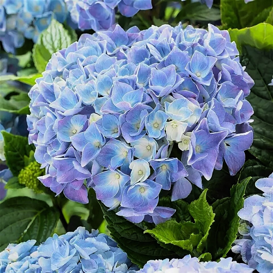 32